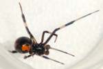 Male Black Widow Spider