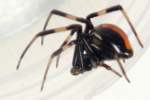 Male Black Widow Spider