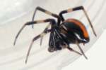 Male Black Widow Spider