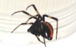 Male Black Widow Spider