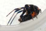 Male Black Widow Spider