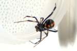 Male Black Widow Spider