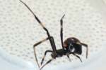 Male Black Widow Spider