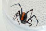 Male Black Widow Spider