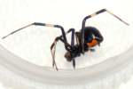 Male Black Widow Spider