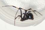 Male Black Widow Spider