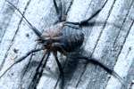 Harvestman