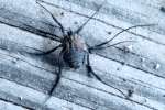 Harvestman