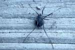 Harvestman