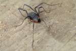 Harvestman