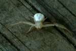 Flower Crab Spider