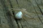 Flower Crab Spider