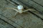 Flower Crab Spider