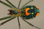 Mabel Orchard Spider