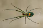 Mabel Orchard Spider