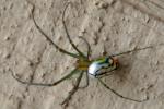 Mabel Orchard Spider