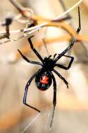 Black Widow Spider