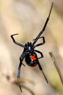 Black Widow Spider