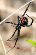 Black Widow Spider