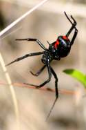 Black Widow Spider