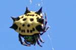 Crablike Spiny Orbweaver Spider