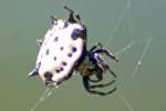 Crablike Spiny Orbweaver Spider