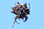 Crablike Spiny Orbweaver Spider