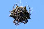 Crablike Spiny Orbweaver Spider