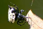 Crablike Spiny Orbweaver Spider