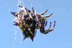 Crablike Spiny Orbweaver Spider