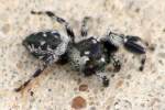 Jumping Spider - Paraphidippus