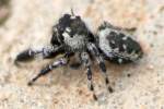 Jumping Spider - Paraphidippus