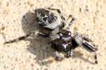 Jumping Spider - Paraphidippus