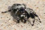 Jumping Spider - Paraphidippus