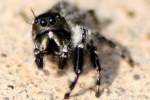 Jumping Spider - Paraphidippus