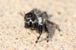 Jumping Spider - Paraphidippus