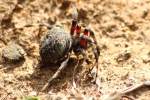 Barn Spider