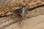 Barn Spider