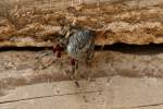 Barn Spider