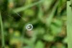 Lined Orbweaver Spider