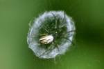 Lined Orbweaver Spider