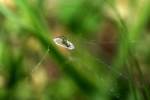 Lined Orbweaver Spider