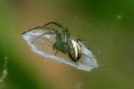 Lined Orbweaver Spider