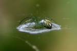 Lined Orbweaver Spider