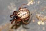 Foliate Spider