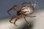 Foliate Spider