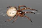 Foliate Spider