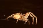 Barn Spider