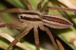 Dotted Wolf Spider