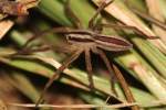 Dotted Wolf Spider